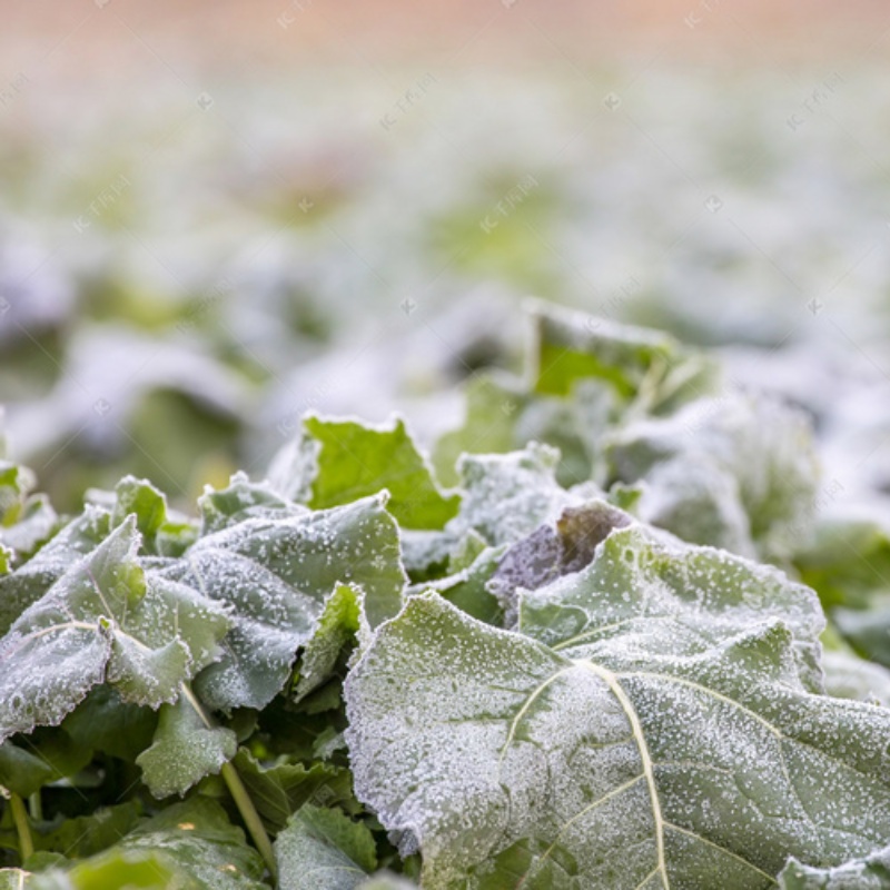 Anvendelse og vedligeholdelse af anti-frost net